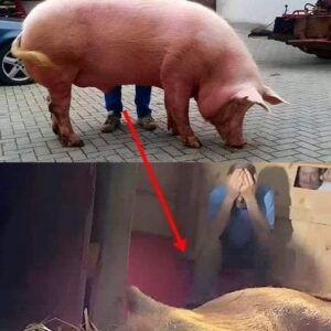 The pregnant sow went into labor, had a high fever, and they believed she would die.