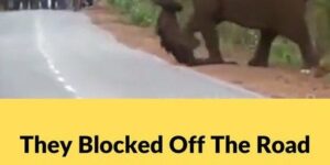 They blocked off the road after realizing what this elephant was carrying…